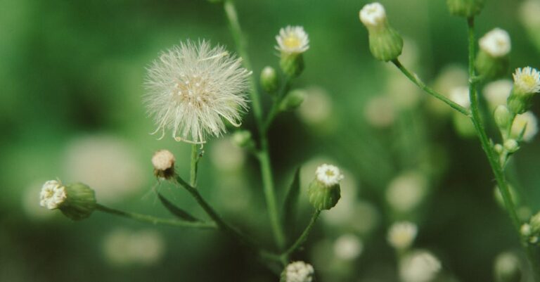 which plant is mother of all herbs?