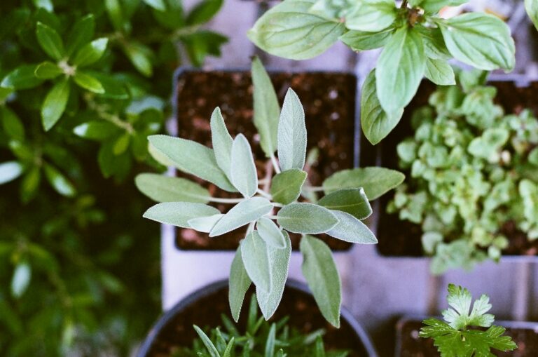 is basil the king of herbs?